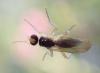 Cordilura albipes